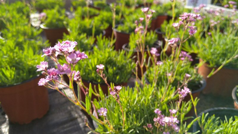 Gypsophila repens 'Knuddel'